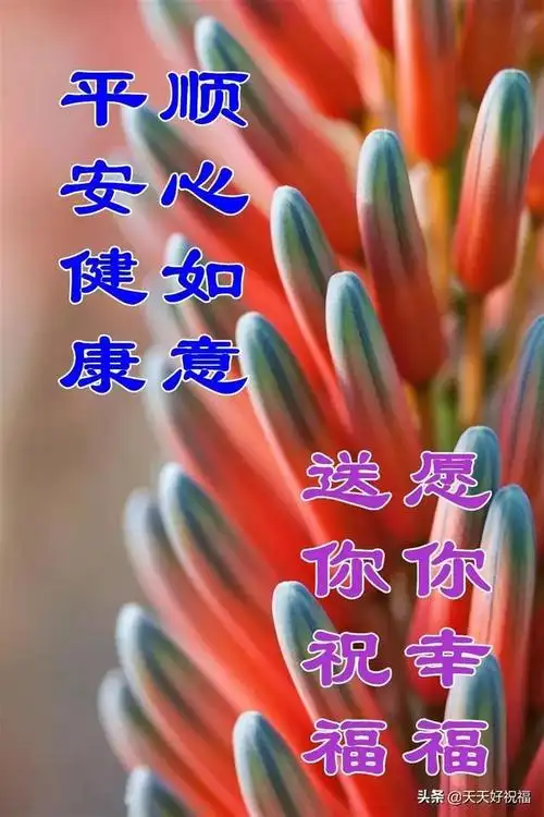 好看唯美的鲜花早上好图片带字带祝福语,免打字春天早安问候图片