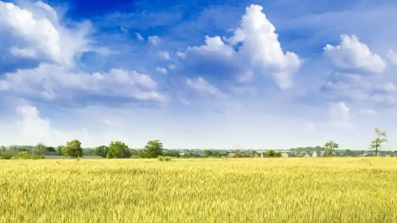 唯美麦田背景图片 - 第16张