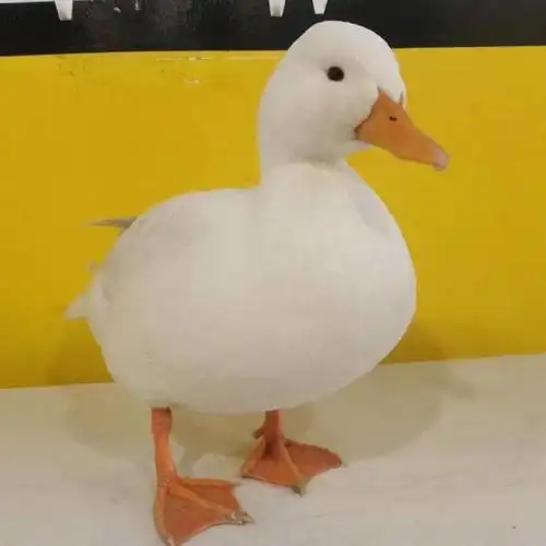 2021年好运鸭个性头像