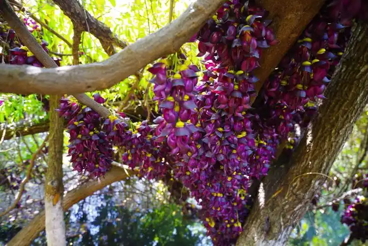 山野寻奇常春油麻藤