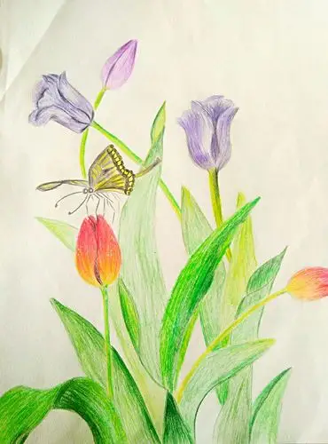 蠡县职教16级幼教专业 彩铅画作品展