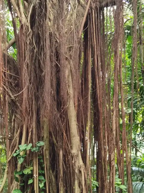 庞大的榕树根
