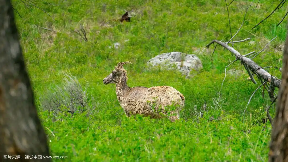 大角兽的视野在野外