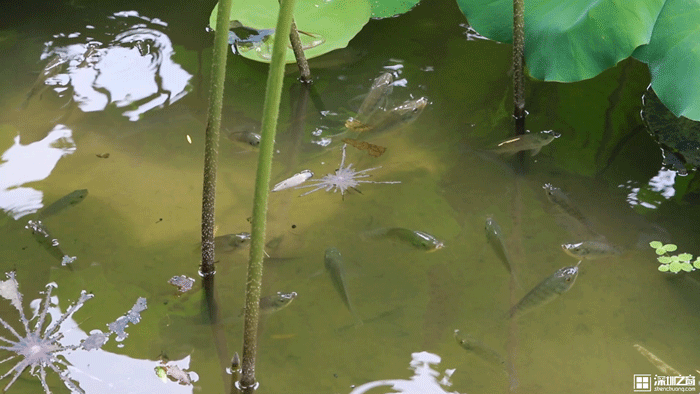 广州洪湖公园百亩荷花开了碗莲展并蒂莲实在是太美了