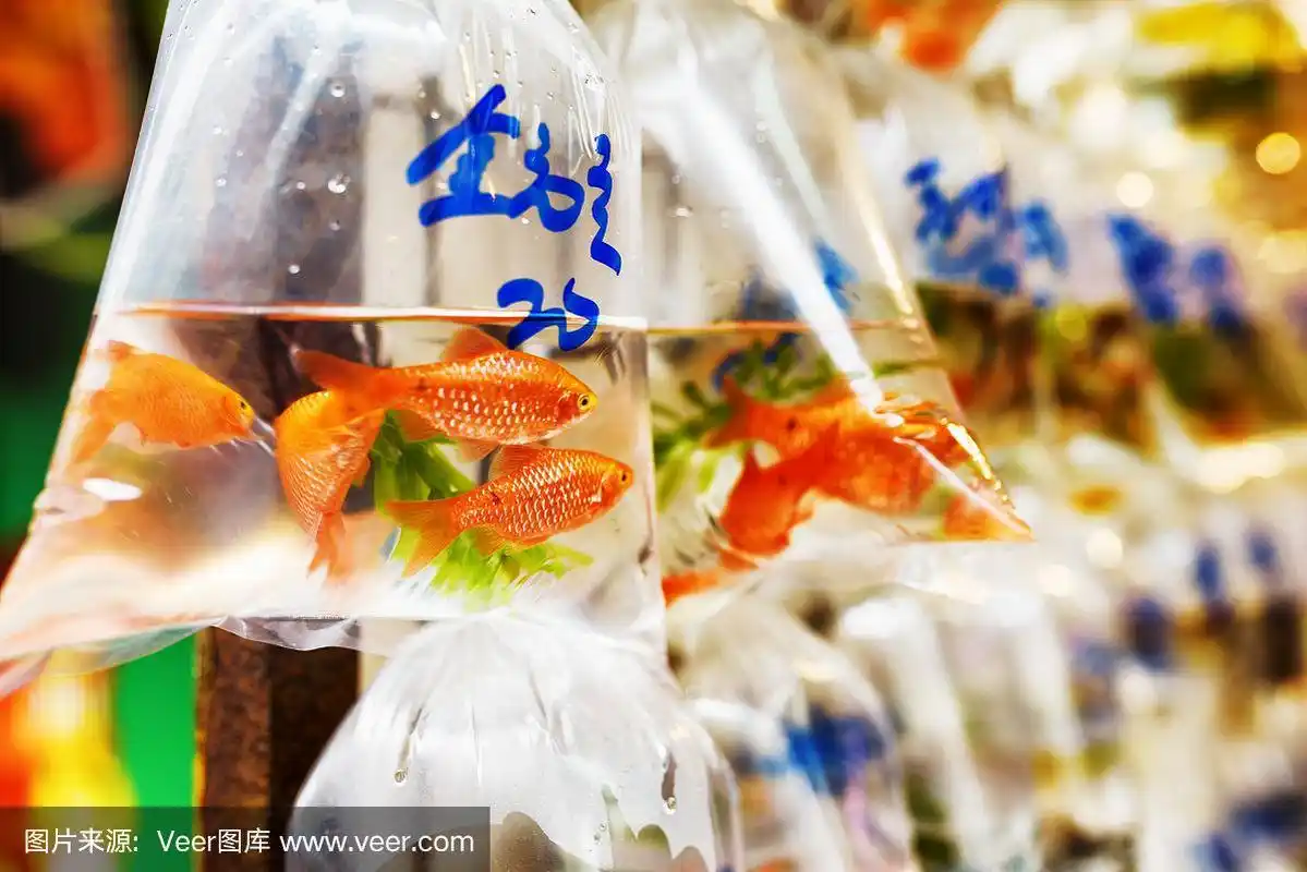 墙上挂着塑料袋里的金鱼