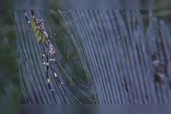 实拍蜘蛛吐丝捕捉猎物蜘蛛丝瞬间将猎物包裹成木乃伊状态