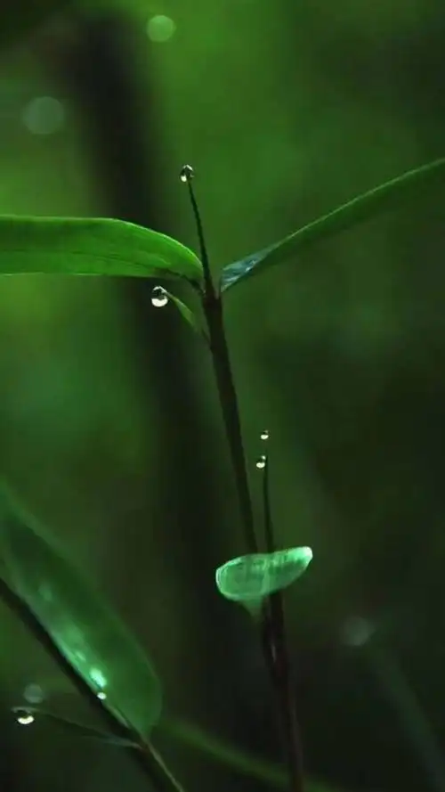 绿色背景图,绿色背景图卡通(护眼壁纸:绿色清新背景图)