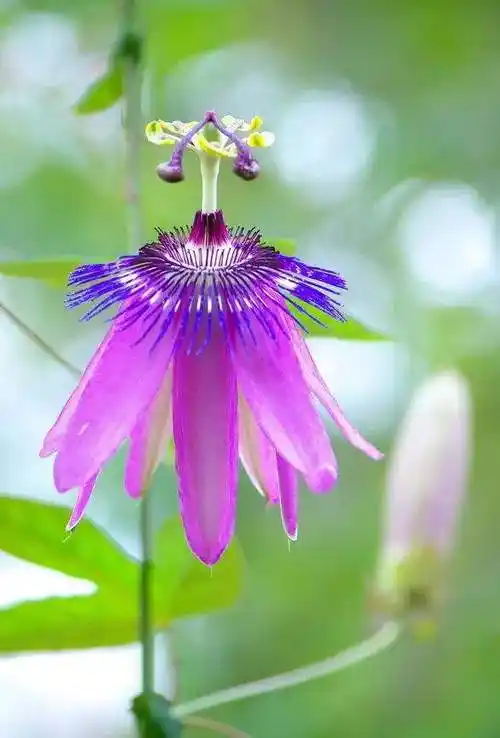 奇花异草罕见美月月开岁岁艳