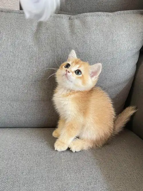 深圳金渐层 ny11色两只寻找铲屎官