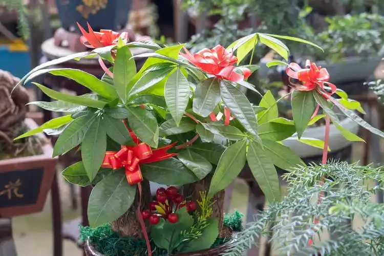 发财树修剪发财树,枝条都要修剪,枝条最好全部剪掉!