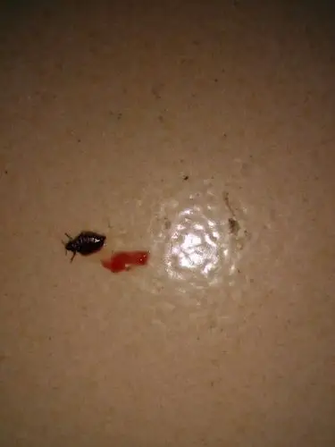 这是什么虫子 吸血 咬人很痒