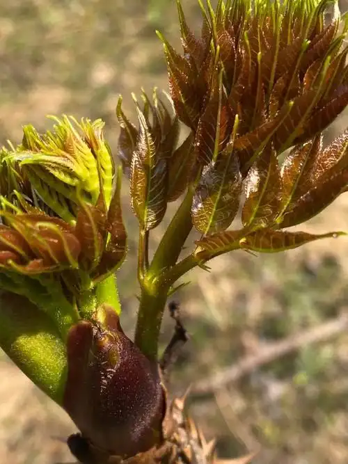 普洱味道 | 刺苞菜:这种"扎嘴"的野菜有着大批"粉丝"|凉拌|包菜_网易