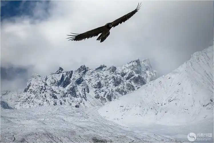 雪山雄鹰