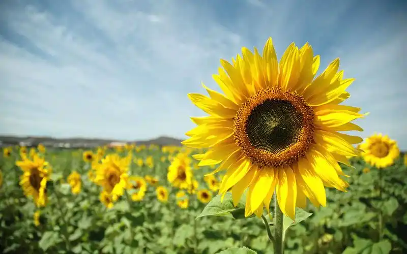 唯美绽放的太阳花图片桌面壁纸