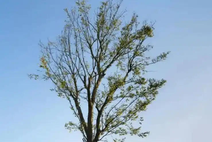 树梢在树的什么位置