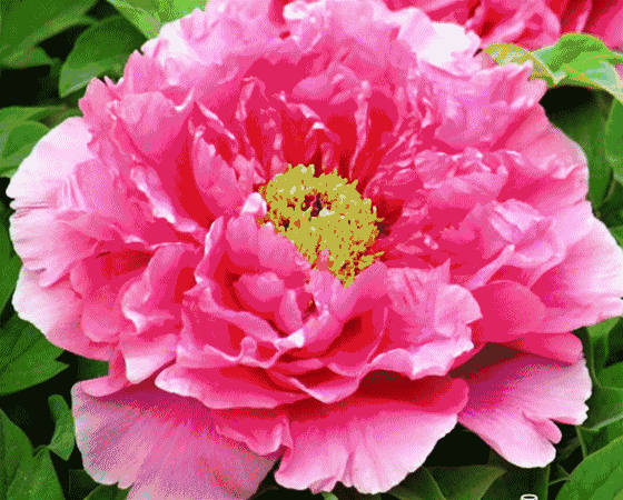 绝句五首牡丹作者竹林河南洛阳京津沪头条