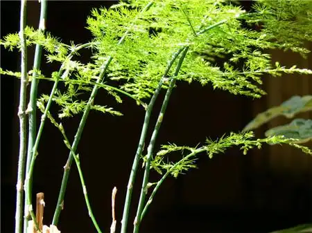 文竹长得慢怎么办