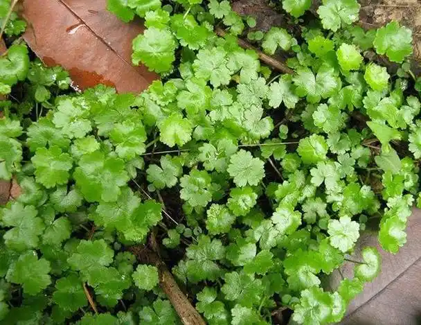 天胡荽也叫满天星,破铜钱等,是伞形科天胡荽属多年生草本植物,全草