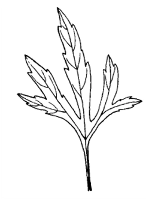 这种长得像杂草的植物可是妇科良药,一起来辨别吧_益母草_母亲_裂片