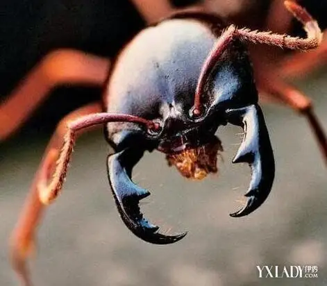 非洲食人蚁电影赏析 男女主角能否逃离险境