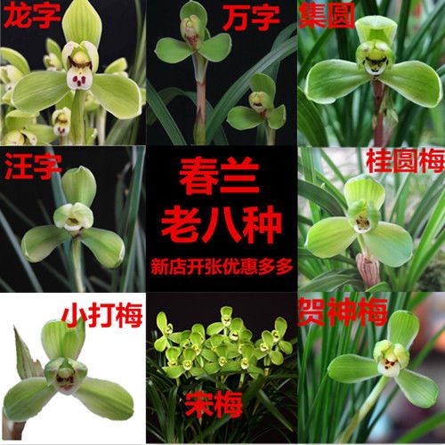 春兰老八种 龙字 集园 宋梅 万字 汪字 桂圆梅 小打梅 贺神梅花卉