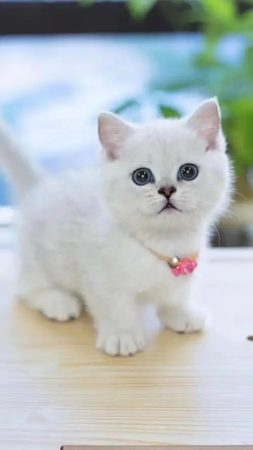 银渐层英短猫英国短毛猫折耳猫猫咪活物宠物猫幼崽活体纯种小奶猫