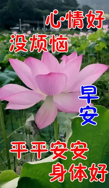 祝福语平安健康短语(最新早晨好问候祝福语图片带字,祝愿我的好友平安