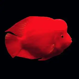 22红财神鹦鹉鱼活体热带观赏鱼发z财鱼银龙鱼起头血鹦鹉鱼招财鱼