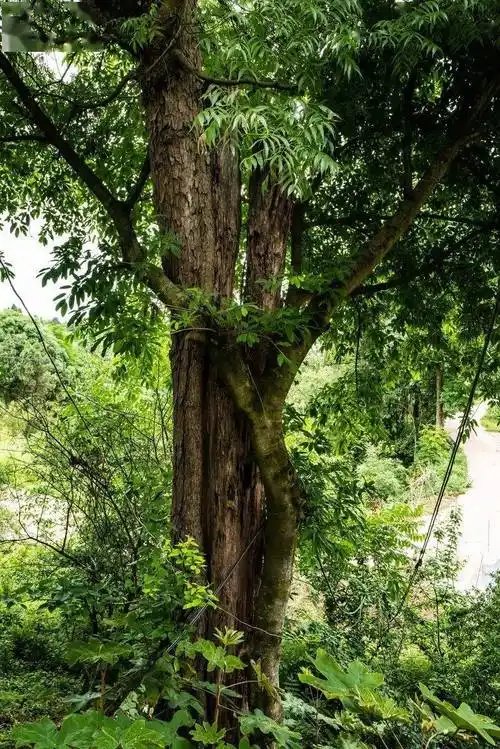 河南,陕西,山东,菲律宾分布区域黄连木种黄连木属属漆树科科植物界界