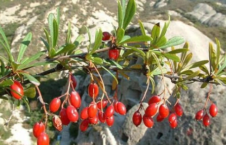 中药三颗针的图片别名及其功效与作用