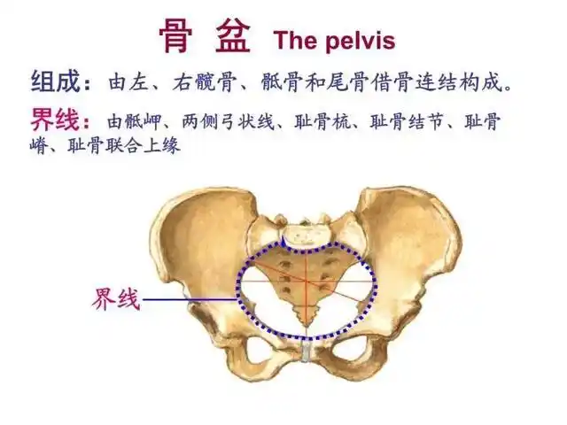图片中的 蓝色界线就是大小骨盆的分界线,肉眼大致能判断出来哪些部分