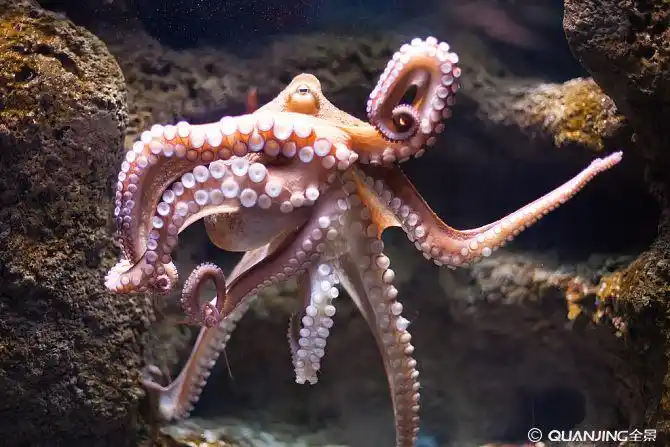 章鱼图片_图片大全