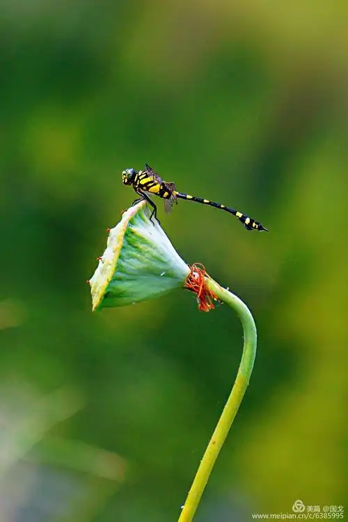 偶遇霸气蜻蜓,昆虫王国的战斗机