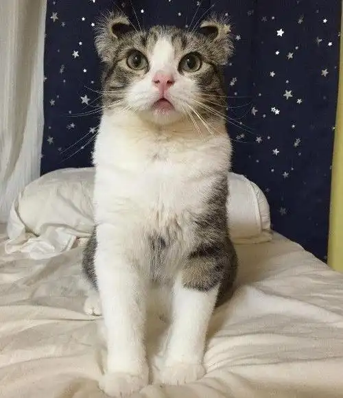 反耳猫遭主人偷拍眼神告诉你看什么看