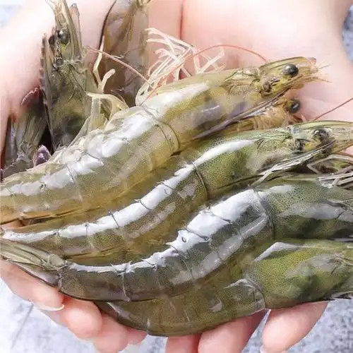 大虾鲜活九节虾青岛海捕大虾新鲜速冻海虾对虾海鲜水产盐冻