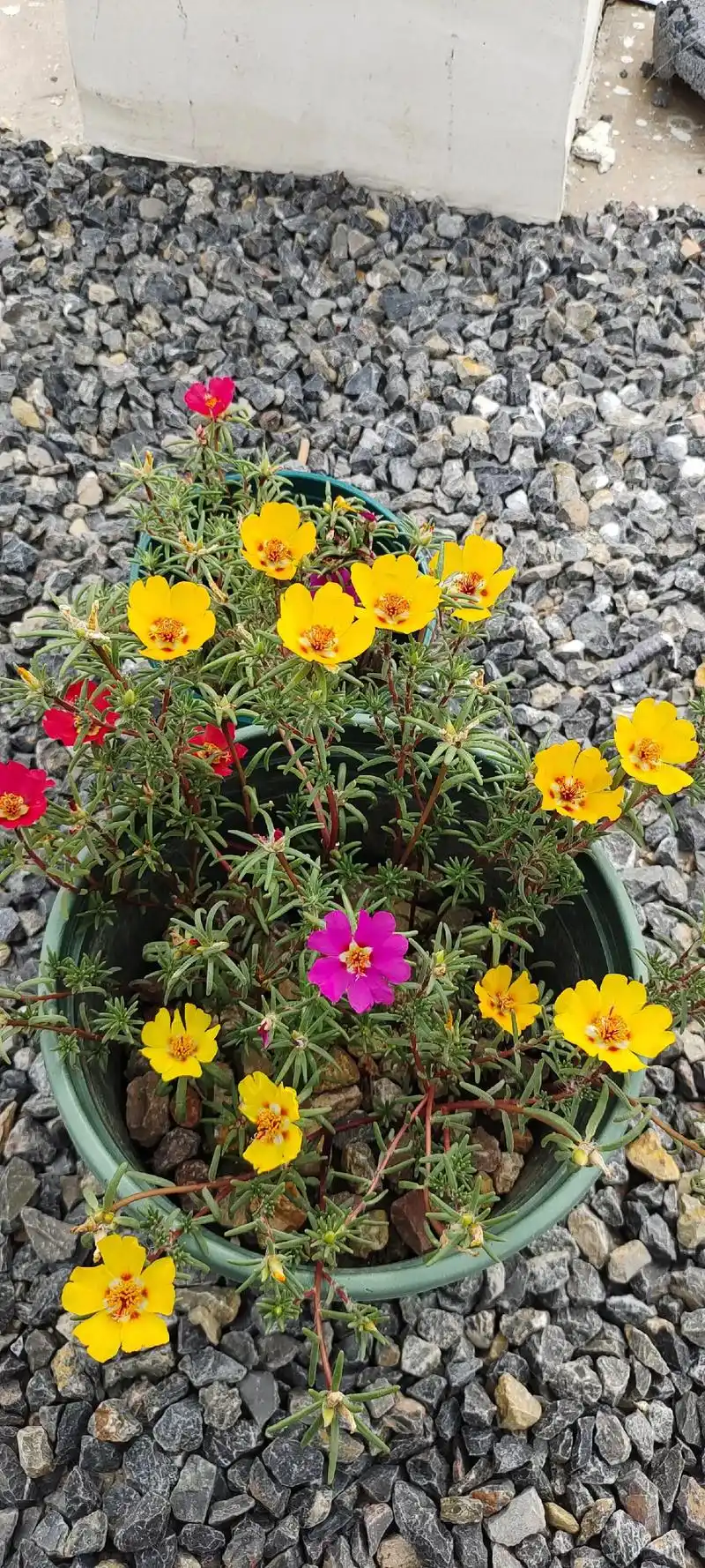 花中花你见过吗.养了近五年的虎刺梅,这才发现她能花中开花,太 - 抖音