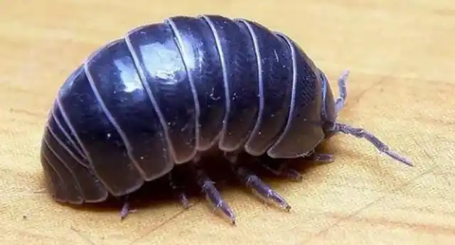 西瓜虫为什么不能踩死