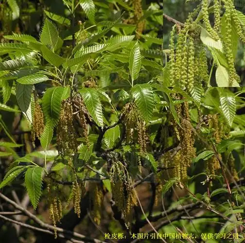 20210114栓皮栎quercusvariabilisblume