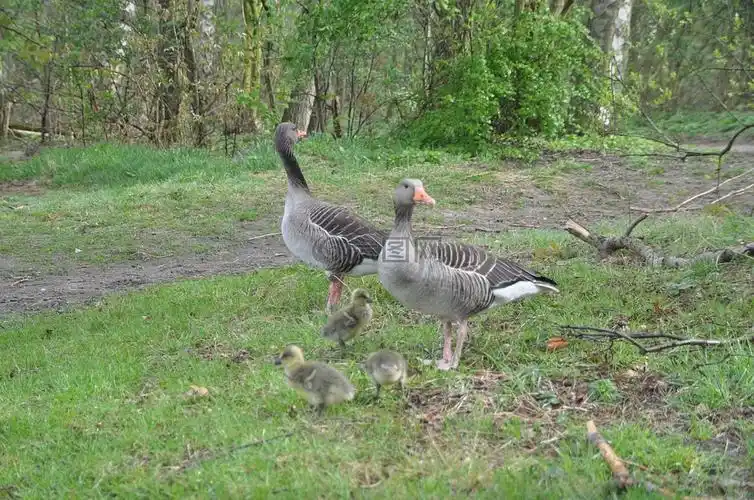 灰鹅,家庭,春天