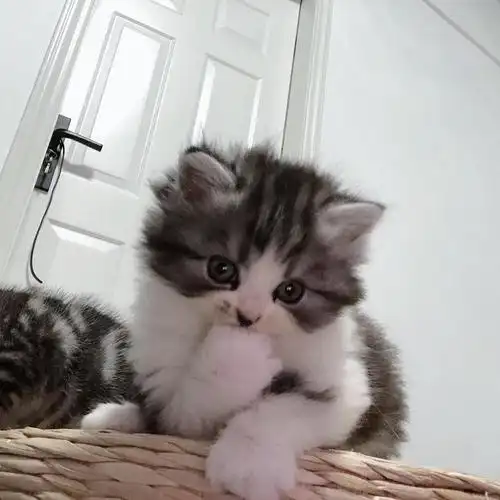 高地长毛美短加白妹妹长相甜美贵妇级