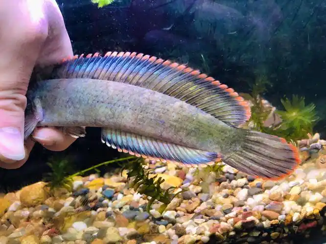 彩虹雷龙观赏鱼南鳢精品七彩活体凶猛冷水鱼淡水鱼鱼