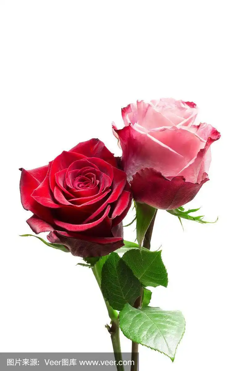 特写的两朵玫瑰,孤立在白色