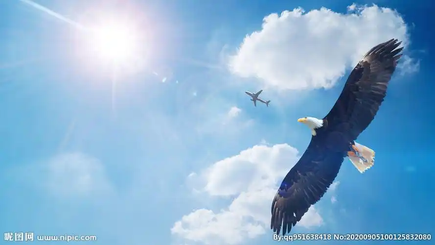 蓝天白云下的老鹰翱翔天空图片