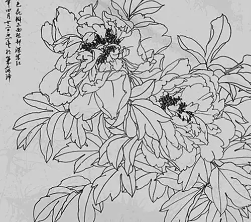 牡丹白描工笔画底稿,牡丹白描工笔画素材