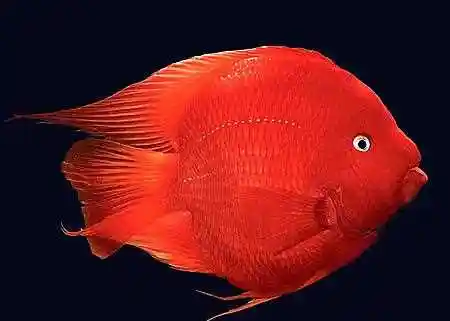 热带鱼/财神鱼/风水鱼/红鹦鹉/元宝20条起批发