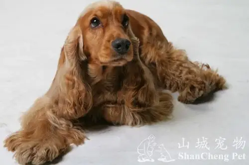 可卡猎鹬犬的梳理方法