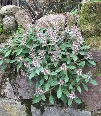 知识│王药师带你认草药白毛夏枯草