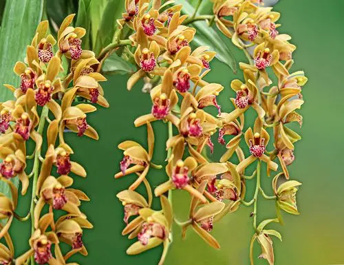 极品洋兰鉴赏(一)_兰花_卡特兰_花园