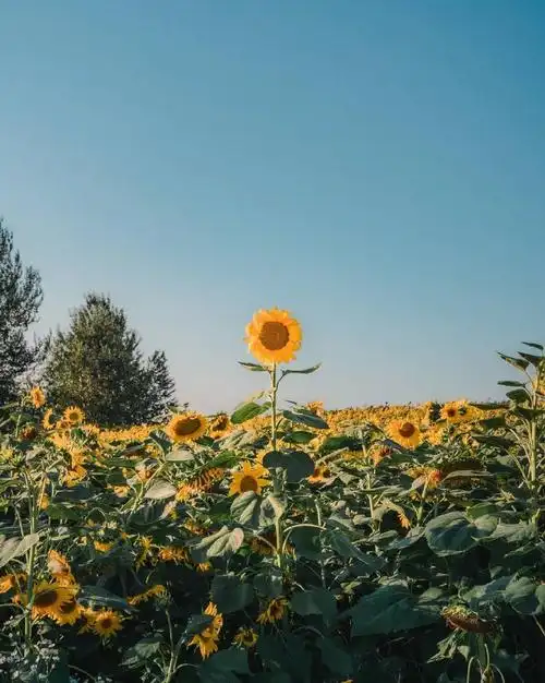 美好的一天,从开心乐观,积极向上开始!