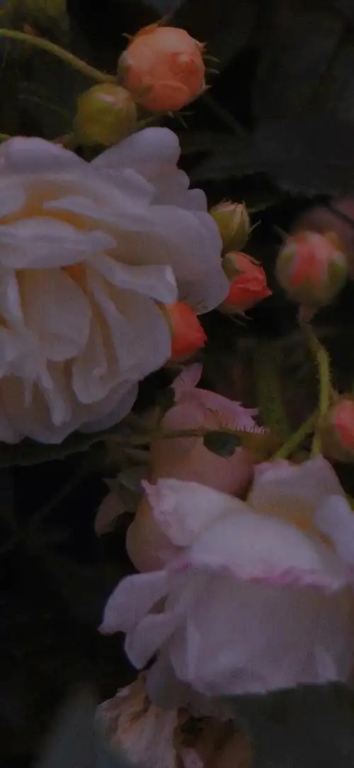 ios蝌蚪语音分身哪里买高级感壁纸4k全屏女